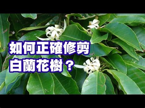 玉蘭花 招陰|玉蘭花樹的風水禁忌 種植要注意什麼